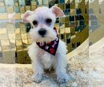 Small #1 Schnauzer (Miniature)