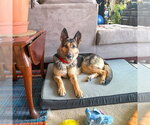 Small #1 German Shepherd Dog