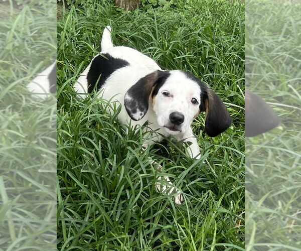 Medium Photo #5 Jack-A-Bee Puppy For Sale in Aurora, IN, USA