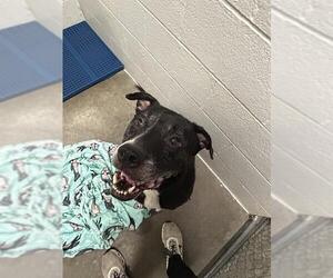 American Pit Bull Terrier-Labrador Retriever Mix Dogs for adoption in Olathe, KS, USA