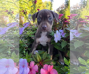 Mutt Dogs for adoption in Clarkston, MI, USA
