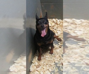Miniature Pinscher Dogs for adoption in CARROLLTON, GA, USA