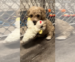 Small Photo #10 Cock-A-Poo Puppy For Sale in WILLISTON, FL, USA