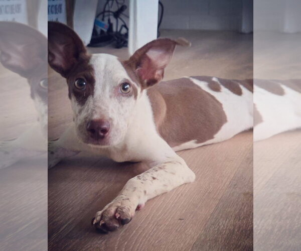Medium Photo #2 Mutt Puppy For Sale in Germantown, OH, USA