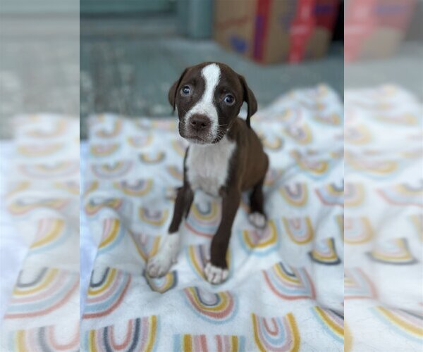 Medium Photo #1 American Pit Bull Terrier-Unknown Mix Puppy For Sale in New Orleans, LA, USA