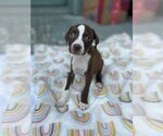 Small American Pit Bull Terrier Mix