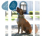 Small #2 American Staffordshire Terrier Mix