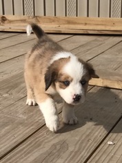 Australian Shepherd-Saint Bernard Mix Puppy for sale in ROSHARON, TX, USA