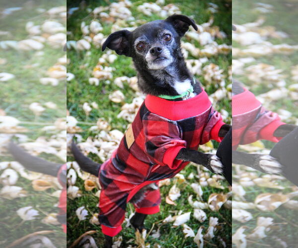 Medium Photo #4 Chihuahua Puppy For Sale in Sandy, UT, USA