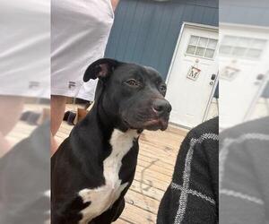 Mutt Dogs for adoption in Conroe, TX, USA