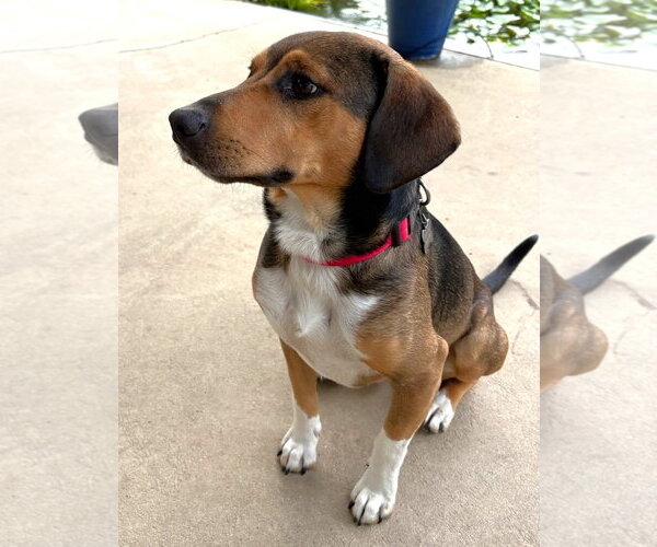 Medium Photo #5 Beagle-Unknown Mix Puppy For Sale in Dunnellon, FL, USA