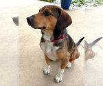 Small #4 Beagle Mix