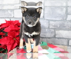 Shiba Inu Puppy for sale in SHILOH, OH, USA