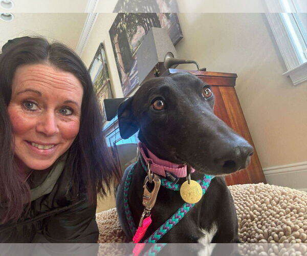 Medium Photo #3 Greyhound Puppy For Sale in Cherry Hill, NJ, USA
