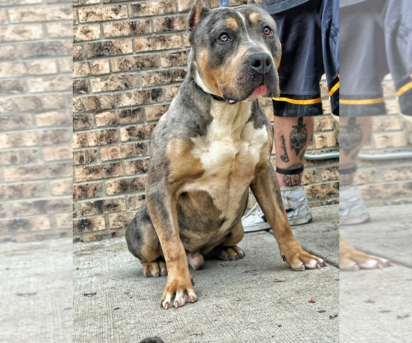 Medium Photo #1 American Bully Puppy For Sale in AURORA, CO, USA