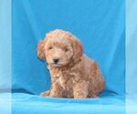 Small Goldendoodle (Miniature)