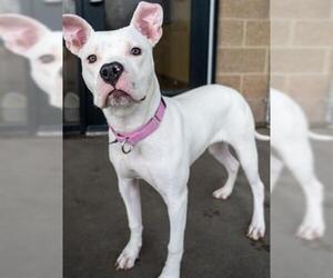 American Pit Bull Terrier-Unknown Mix Dogs for adoption in Denver, CO, USA