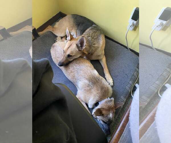 Medium Photo #3 Mutt Puppy For Sale in Sebec, ME, USA