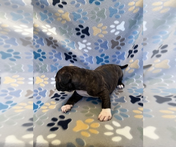 Medium Photo #17 American Bully-American Staffordshire Terrier Mix Puppy For Sale in BROCKTON, MA, USA