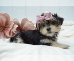 Small Photo #5 Morkie Puppy For Sale in HONEY BROOK, PA, USA