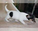 Small Photo #29 Chihuahua Puppy For Sale in HUDSONVILLE, MI, USA