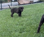 Puppy Dark Purple Labrador Retriever