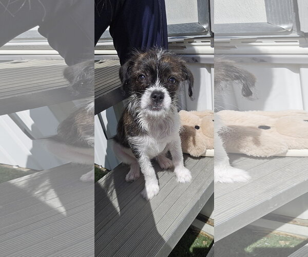 Medium Photo #6 BoShih Puppy For Sale in Oakhurst, NJ, USA