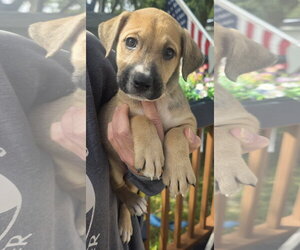 Labrador Retriever-Unknown Mix Dogs for adoption in Clarkston, MI, USA
