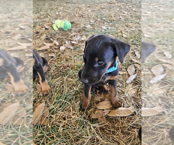 Medium Photo #10 Doberman Pinscher Puppy For Sale in TIPTON, MO, USA