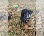 Small #9 Doberman Pinscher
