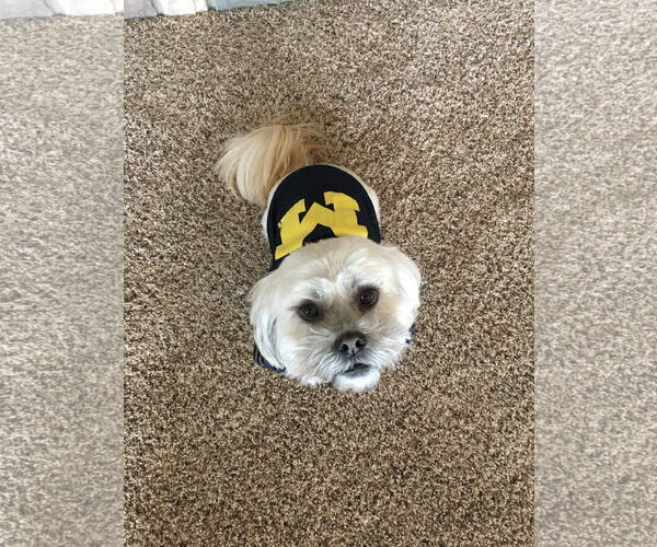 Medium Photo #5 Lhasa Apso Puppy For Sale in St. Louis Park, MN, USA