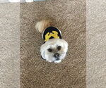Small #4 Lhasa Apso