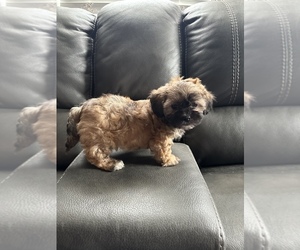 ShihPoo Puppy for sale in WOODLEAF, NC, USA