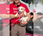 Small #1 Jack Russell Terrier