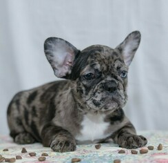 French Bulldog Puppy for sale in PHILA, PA, USA