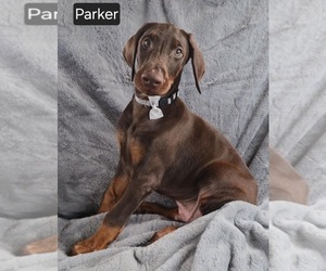 Doberman Pinscher Puppy for sale in POMEROY, OH, USA