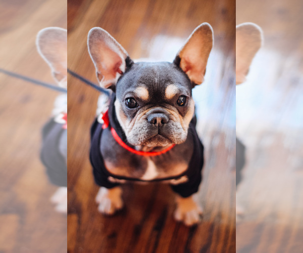 Medium Photo #1 French Bulldog Puppy For Sale in BUCKEYE, AZ, USA