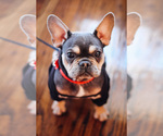 Small Photo #1 French Bulldog Puppy For Sale in BUCKEYE, AZ, USA