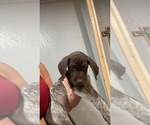 Small Photo #9 German Shorthaired Pointer Puppy For Sale in BUSHNELL, FL, USA