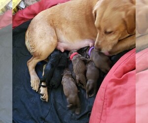Mother of the Labrador Retriever puppies born on 05/05/2019