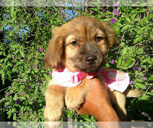 Medium Photo #2 Mutt Puppy For Sale in San Diego, CA, USA