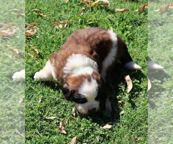 Medium Photo #2 Saint Bernard Puppy For Sale in TURLOCK, CA, USA
