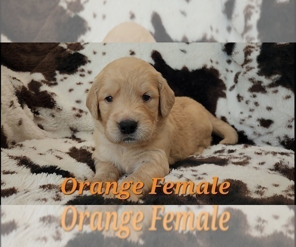 Medium Photo #21 Golden Retriever Puppy For Sale in CRAWFORDVILLE, FL, USA