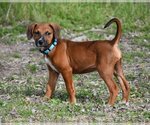 Small Photo #9 Boxer-Unknown Mix Puppy For Sale in McKinney, TX, USA