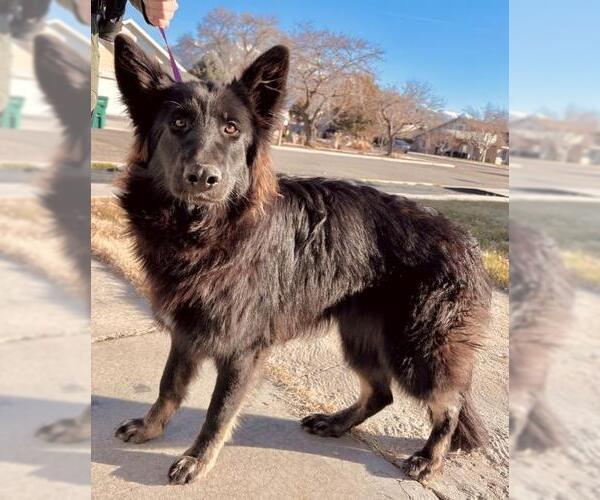 Medium Photo #1 German Shepherd Dog Puppy For Sale in Ogden, UT, USA