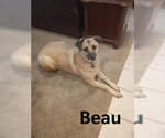 Small #1 Black Mouth Cur Mix