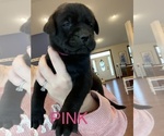 Small Photo #1 Mastador Puppy For Sale in MONTGOMERY, IN, USA