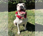 Small Photo #12 American Pit Bull Terrier-American Staffordshire Terrier Mix Puppy For Sale in Redlands, CA, USA