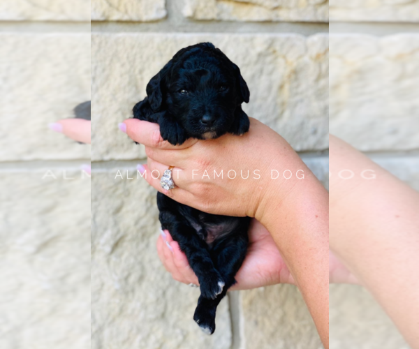 Medium Photo #4 Goldendoodle Puppy For Sale in SPRING BRANCH, TX, USA