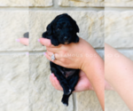 Small Photo #4 Goldendoodle Puppy For Sale in SPRING BRANCH, TX, USA